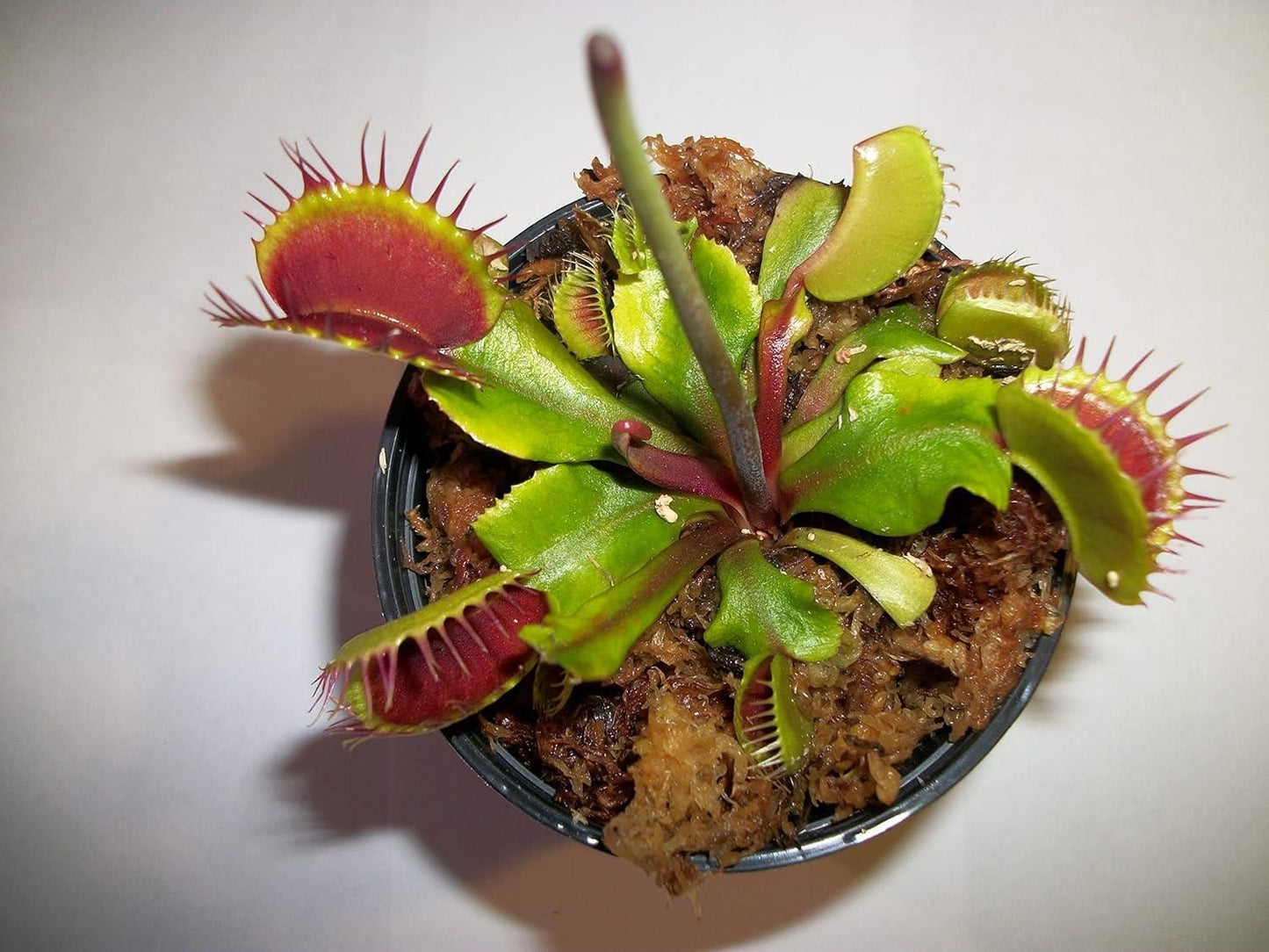 Wonderful Venus Flytrap Seeds (Pack of 1)